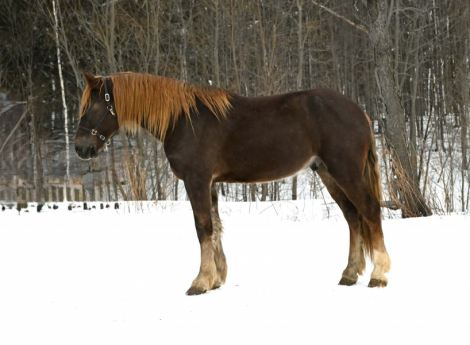 HorseID: 2308352 FABIO - PhotoID: 1092485