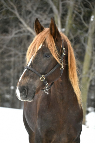 HorseID: 2308352 FABIO - PhotoID: 1092486