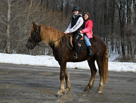 HorseID: 2308352 FABIO - PhotoID: 1092487