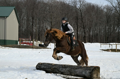 HorseID: 2308352 FABIO - PhotoID: 1092488