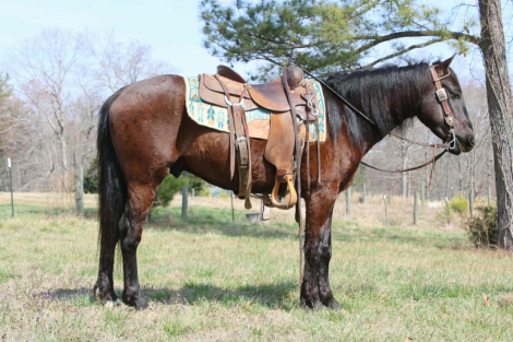 HorseID: 2308352 OZLO - PhotoID: 1092485