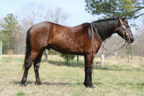 HorseID: 2308352 OZLO - PhotoID: 1092486