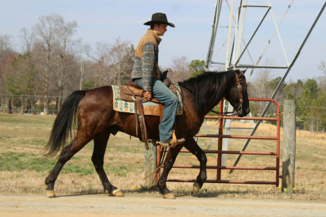 HorseID: 2308352 OZLO - PhotoID: 1092488