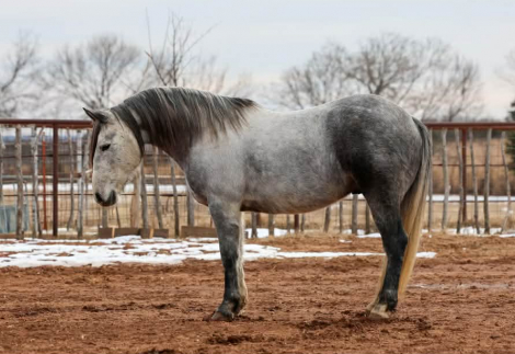 HorseID: 2308353 PRINCE - PhotoID: 1092489