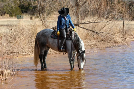 HorseID: 2308353 PRINCE - PhotoID: 1092491