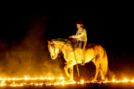 HorseID: 2308353 PRINCE - PhotoID: 1092492