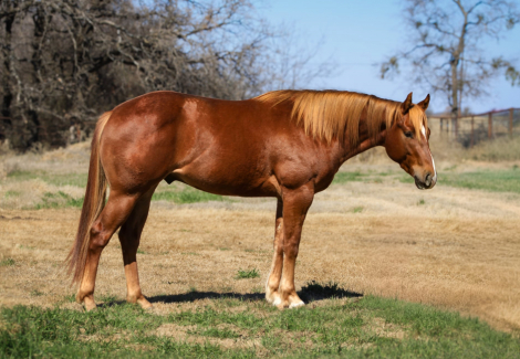 HorseID: 2308354 CASH - PhotoID: 1092493