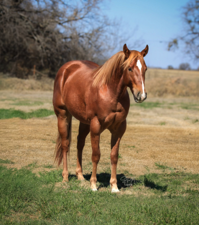 HorseID: 2308354 CASH - PhotoID: 1092494