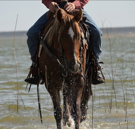 HorseID: 2308354 CASH - PhotoID: 1092495