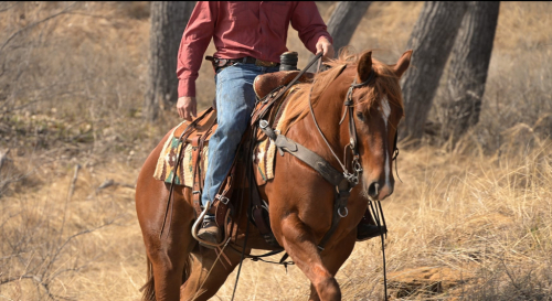 HorseID: 2308354 CASH - PhotoID: 1092496