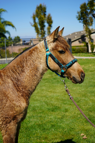 HorseID: 2308474 Bella - PhotoID: 1094506