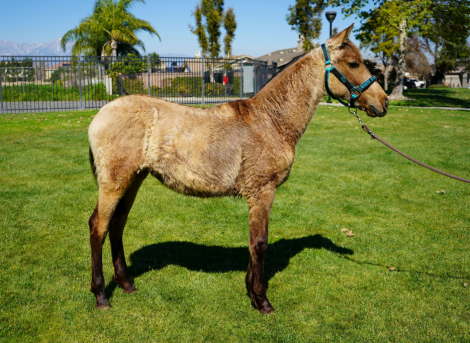 HorseID: 2308474 Bella - PhotoID: 1094508