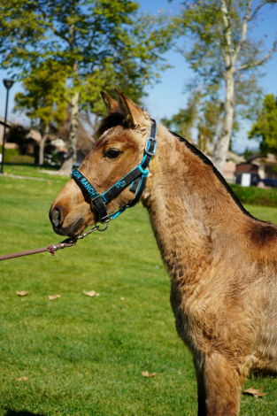 HorseID: 2308474 Bella - PhotoID: 1094509