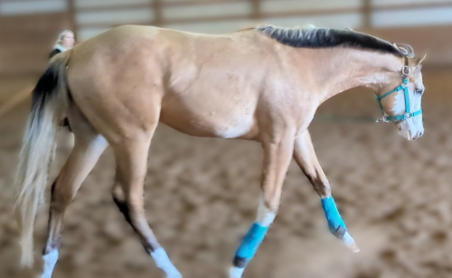 HorseID: 2308588 Dramatic Effects - PhotoID: 1094287