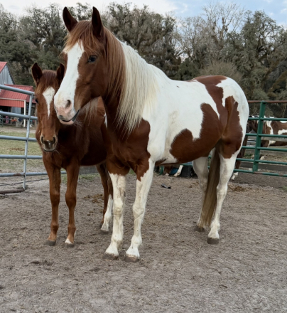 HorseID: 2308714 Fancy - PhotoID: 1094601