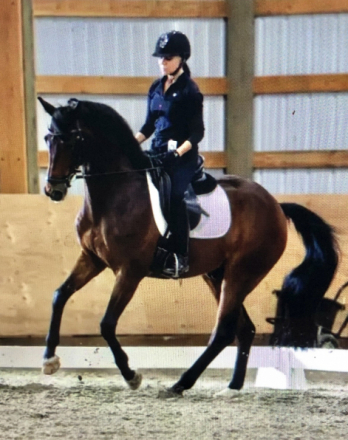 HorseID: 2308804 Edward - PhotoID: 1093061