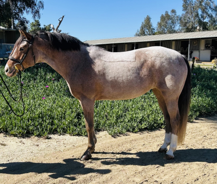 HorseID: 2308948 Worth The Wait - PhotoID: 1093262