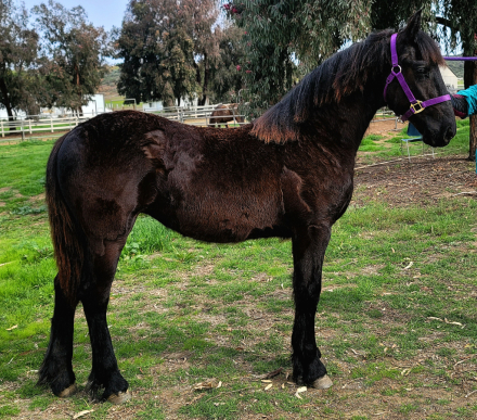 HorseID: 2308955 Daphne - PhotoID: 1095497