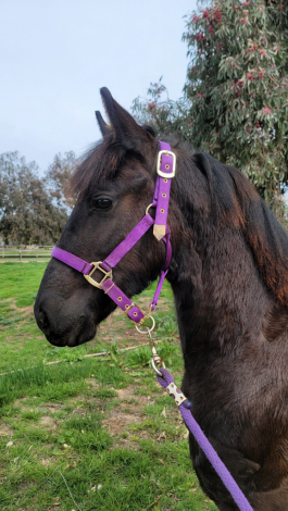 HorseID: 2308955 Daphne - PhotoID: 1095498