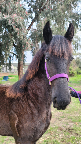 HorseID: 2308955 Daphne - PhotoID: 1095499