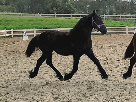 HorseID: 2308955 Daphne - PhotoID: 1095500