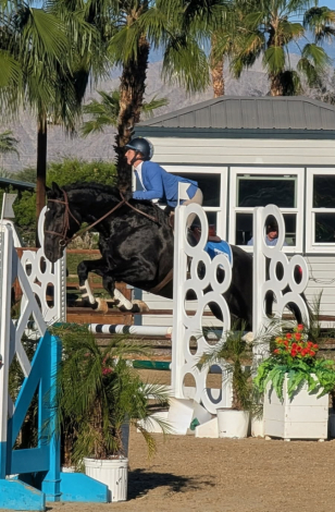 HorseID: 2308970 Totalis son - PhotoID: 1095093