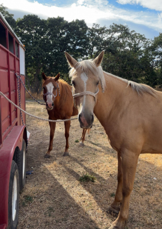 HorseID: 2308974 BLM Barbie - PhotoID: 1094597