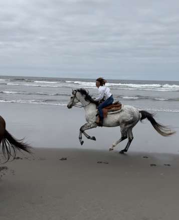 HorseID: 2309113 Archie Graham - PhotoID: 1094328