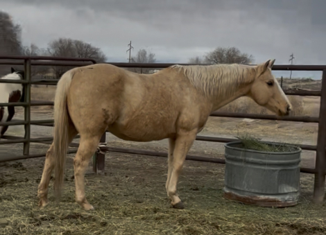 HorseID: 2309157 “Range” Broodmare - PhotoID: 1094780