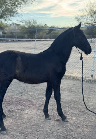 HorseID: 2309175 Sebastian - PhotoID: 1094169