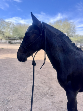 HorseID: 2309175 Sebastian - PhotoID: 1094170