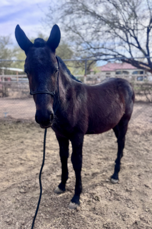 HorseID: 2309175 Sebastian - PhotoID: 1094171