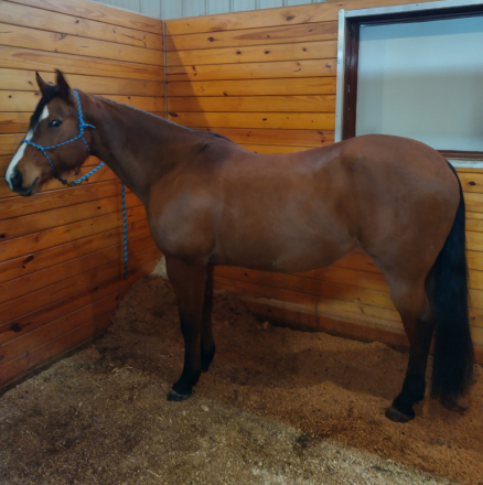 HorseID: 2309230 Lopin Tori - PhotoID: 1094154