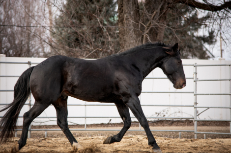 HorseID: 2309272 Dark Desert 45 - PhotoID: 1094332