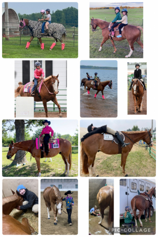 HorseID: 2309344 Some Kindof Wonderful - PhotoID: 1093749