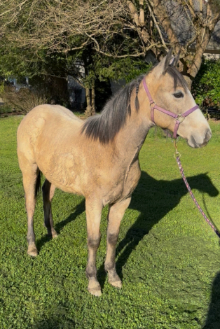 HorseID: 2309348 Boon Doc Silverado - PhotoID: 1094643