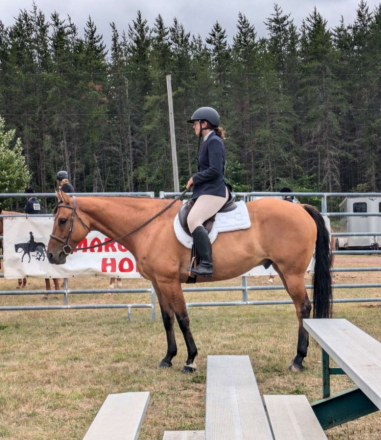 HorseID: 2309373 Dun Skippin Stitches - PhotoID: 1094353