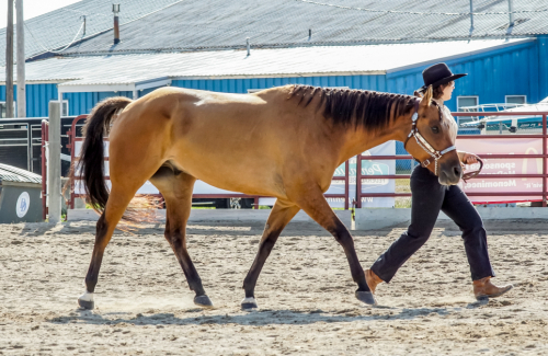 HorseID: 2309373 Dun Skippin Stitches - PhotoID: 1094354