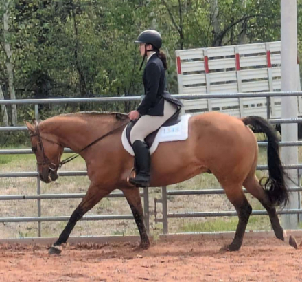 HorseID: 2309373 Dun Skippin Stitches - PhotoID: 1094355