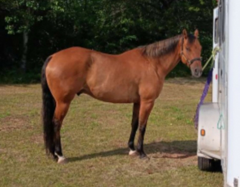 HorseID: 2309373 Dun Skippin Stitches - PhotoID: 1094356