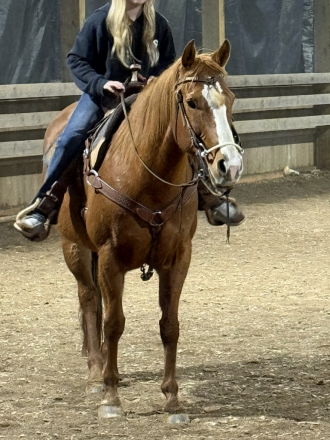 HorseID: 2309391 Genuine Rolex - PhotoID: 1095586