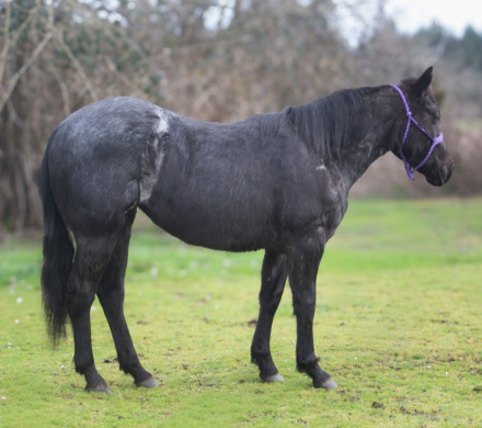 HorseID: 2309417 TESSA BLUE VALETINE - PhotoID: 1094094