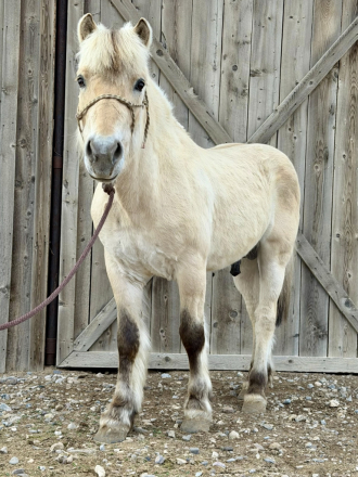HorseID: 2309422 Willows Sven - PhotoID: 1093810