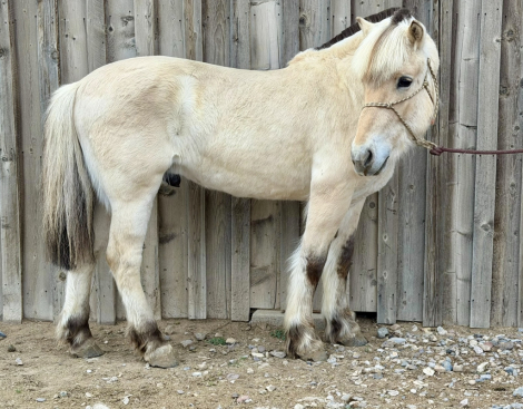 HorseID: 2309422 Willows Sven - PhotoID: 1093811