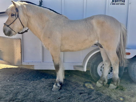 HorseID: 2309422 Willows Sven - PhotoID: 1093812