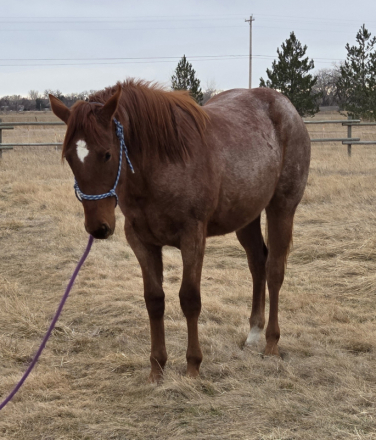 HorseID: 2309437 Awesome Copper Jet - PhotoID: 1094199