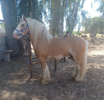 HorseID: 2309472 Unborn Gypsy-Cross - PhotoID: 1094189