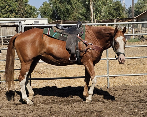 HorseID: 2309472 Unborn Gypsy-Cross - PhotoID: 1094190