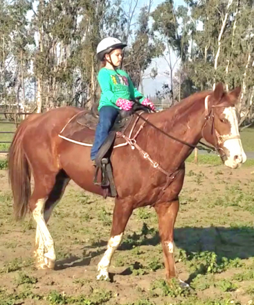 HorseID: 2309472 Unborn Gypsy-Cross - PhotoID: 1094191