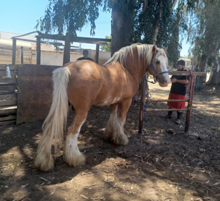 HorseID: 2309472 Unborn Gypsy-Cross - PhotoID: 1094192